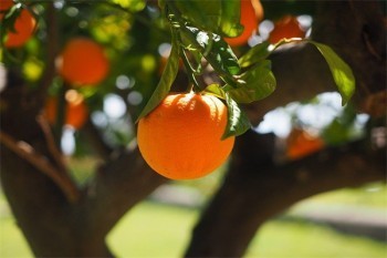 太平洋保險(xiǎn)交了三年了能退多少錢