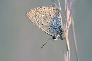 阿波羅1號(hào)重疾險(xiǎn)成都能買(mǎi)嗎