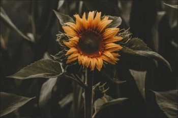 信泰如意享養(yǎng)老年金保險條款