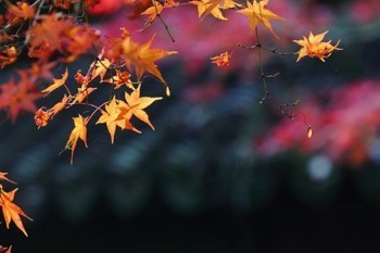 太平洋重大疾病保險(xiǎn)價(jià)格表網(wǎng)上能查嗎？適合哪些人買(mǎi)？