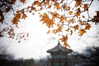 平安退保險(xiǎn)怎么退