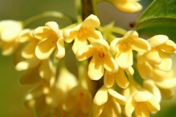 平安保險猶豫期退?？梢匀~返還嗎？過了猶豫期還可以全額退嗎？