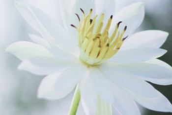新華健康福星增額2014怎么樣？有哪些優(yōu)點(diǎn)？