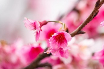 什么是個人養(yǎng)老保險？可以補交嗎？