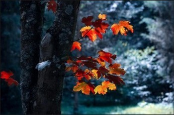 保險(xiǎn)年金產(chǎn)品值得買(mǎi)嗎