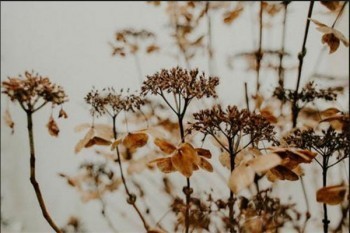 平安鑫利保險(xiǎn)退保怎么算？什么時(shí)候退保合適？
