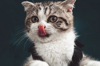 保險(xiǎn)猶豫期內(nèi)退保麻煩嗎？能退多少錢？