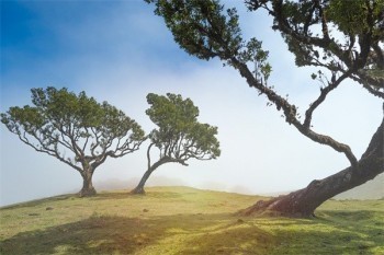 平安鑫利兩全保險退保計算