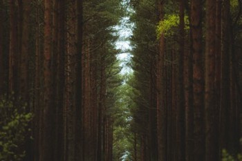 工銀安盛退保怎么算