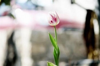 旅游保險(xiǎn)旅游意外險(xiǎn)多少錢？有必要買嗎？