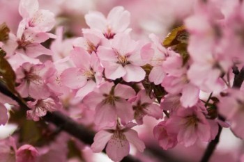 平安福交了3年退保能退多少錢