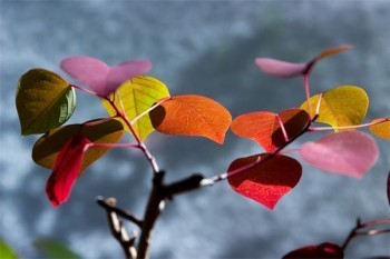 平安保險(xiǎn)有貸款可以退保嗎