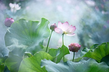 分紅保險(xiǎn)退保