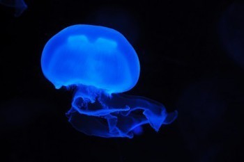 泰康網(wǎng)上退保多久到賬