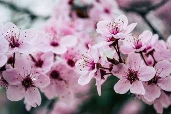 平安人身保險中途可以退保嗎