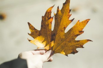 人壽分紅險10年交嗎可以退本嗎