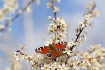 網(wǎng)上的眾安百萬(wàn)醫(yī)療險(xiǎn)靠譜嗎