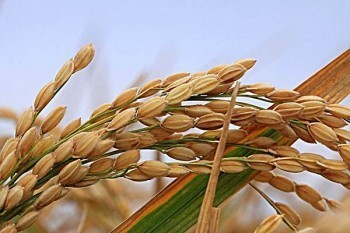 重慶醫(yī)保怎么網(wǎng)上繳費(fèi)