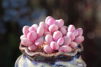 太平洋醫(yī)享無憂缺點(diǎn)