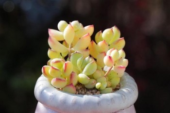 騰訊微保百萬(wàn)醫(yī)療險(xiǎn)怎么樣