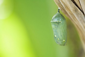 新華保險(xiǎn)惠添富怎么退