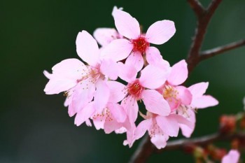 太平洋金佑人生分紅險退保能退多少