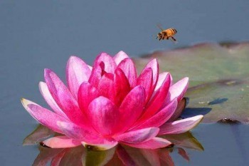 百萬醫(yī)療和惠民保能同時買嘛？區(qū)別是什么？