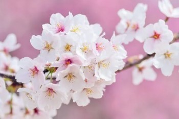 人壽保險(xiǎn)不交了能退嗎