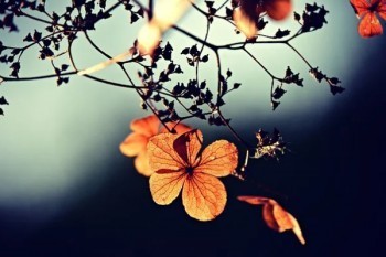 理財(cái)退保險(xiǎn)要扣百分之多少？幾天到賬？
