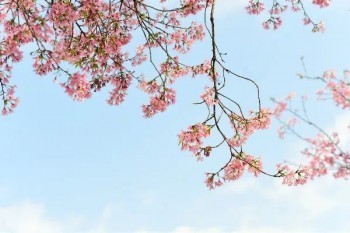 防癌險退保能退多少