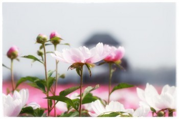 華安保險在線退保怎么退？損失多少錢？