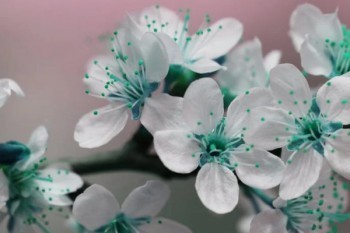 中國平安鑫祥保險(xiǎn)怎么退