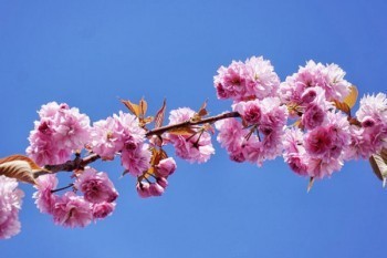 新華分紅險(xiǎn)到期后能退回本金嗎