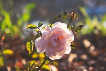 e享護(hù)醫(yī)享無憂和好醫(yī)保百萬醫(yī)療