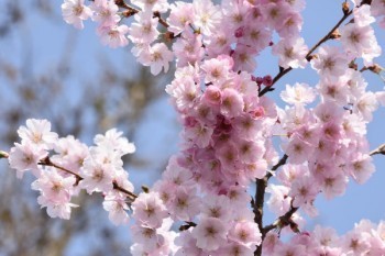 百萬(wàn)保額醫(yī)療險(xiǎn)有用嗎