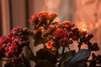 保險(xiǎn)退費(fèi)比例表
