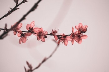 買(mǎi)的商業(yè)險(xiǎn)可以退保嗎