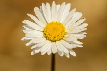 平安醫(yī)療險和百萬醫(yī)療險的區(qū)別