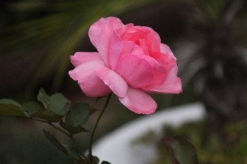 華夏保險可以退保嗎?交了三年了