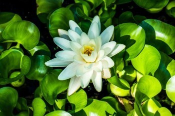 外地人壽保險(xiǎn)可以退保嗎