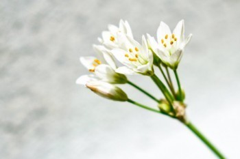 百萬(wàn)醫(yī)療可以單獨(dú)投保嗎