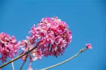 平安守護(hù)星退保能退回多少錢(qián)