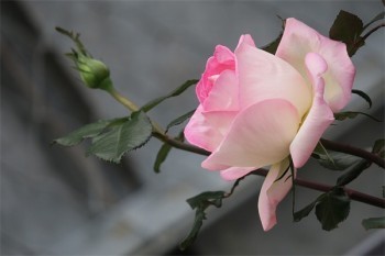 人身保險(xiǎn)能退保嗎