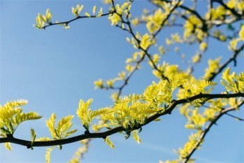 重疾險(xiǎn)交了一年退保