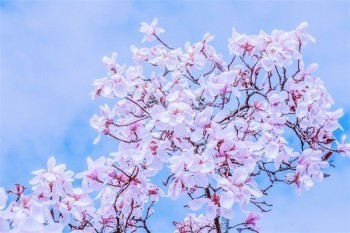安康醫(yī)療保險(xiǎn)介紹