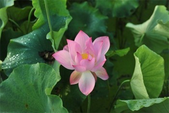 抽煙咳嗽可以買(mǎi)百萬(wàn)醫(yī)療嗎