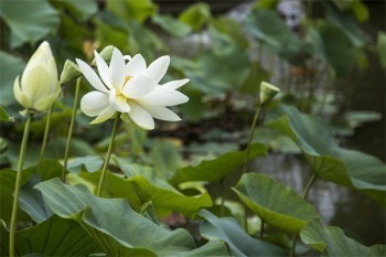 百萬醫(yī)療保費(fèi)是不是每年都漲