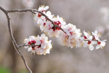 人保如何退保