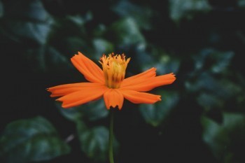泰康高端醫(yī)療保險(xiǎn)