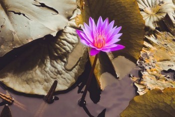 百萬醫(yī)療健康告知內(nèi)容是什么